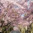 【全国】この道の真ん中を歩きたい！「桜のアーチ」が美しい桜の名所まとめ