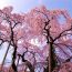家族旅行やデートにいかが？一生の思い出になる日本各地の”春限定絶景”まとめ