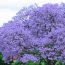 【紫の桜】九州だけで見られる！世界三大花木「ジャカランダ」を奏でに行こう！