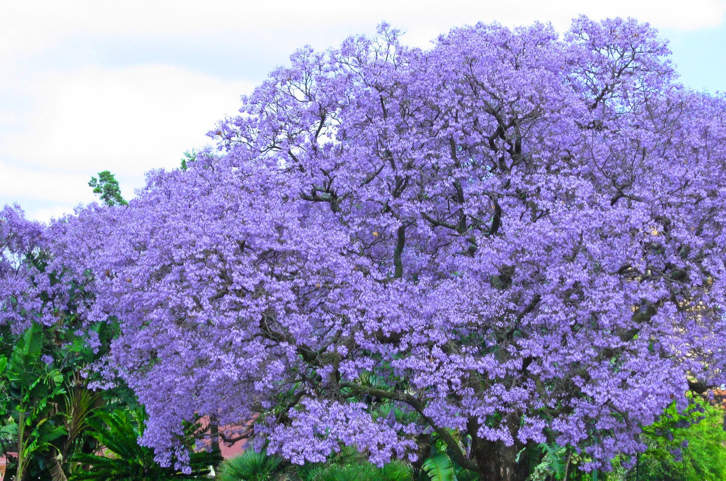 紫の桜 九州だけで見られる 世界三大花木 ジャカランダ を奏でに行こう Triipnow