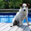 関東近郊にあるドッグプールまとめ☆犬も夏を満喫できる！