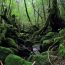 屋久島のおすすめ観光スポット41選。世界遺産の島で縄文杉などがあり、神秘の森を満喫！