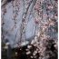 吉野山の観光スポットまとめ。桜も自然景観も世界遺産も必見です！