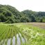 美しいニッポンの農村に飛び込んでみよう！まちむら交流機構でグリーン・ツーリズム、農村体験を！！