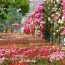 日本最大級のバラの街！”食べられる”バラなど120万本のバラが咲き乱れる「バラ祭」