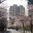 六本木ヒルズの裏側にある桜並木！東京都港区にある「さくら坂」は春のおすすめスポット