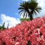 南国沖縄の美しい花々を楽しもう！おすすめスポット