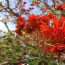 沖縄の県花「デイゴ」