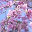 20本ものしだれ桜が美しい人気のお花見スポット！徳島県にある「木屋平のしだれ桜」とは