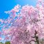 春にはしだれ桜が美しい！京都にある「あおくすの庭」について