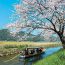 桜の季節がおすすめ！近江八幡に来たらやってみたい３つのこと
