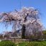 京都で随一の桜の名所！京都市最古の公園「円山公園」