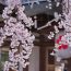 全国でも有数の桜の名所！京都の人気観光スポット「平野神社」