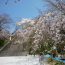福岡の人気な桜の名所！福岡県福岡市にある「西公園」でお花見を楽しむ。