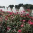 神戸・須磨離宮公園で梅やバラを楽しみたい♪これを見れば見頃を見逃さない！須磨離宮公園の花ごよみを教えます！！