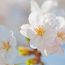 【葛飾】桜やツツジで春は鮮やかになる「柴又公園」の魅力