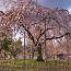 京都の桜の見頃は？開花予想要チェック！お勧めスポット6選。　