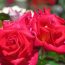 花フェスタ記念公園をご紹介！世界有数のバラが咲き誇る！