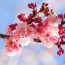 桜の見えるカフェ17選。優雅にお花見できる全国の人気店☆