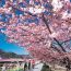 本州でいちばん早いお花見を満喫。春の伊豆旅行で立ち寄りたいおすすめスポット5選