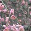 日本で一番最初に開花する梅！静岡にある「熱海梅園」について