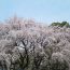 日本人で良かった　都内二大しだれ桜の名所　満開の桜にうっとり！