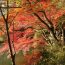 あじさいの名所！神戸市の自然を感じられる人気なスポット「神戸市立森林植物園」とは