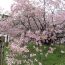 樹齢300年以上の桜もある！北海道にある「光善寺」について