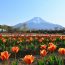富士山に一番近い湖のほとり！山梨県にある「山中湖花の都公園」の魅力