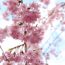 東京で美しい枝垂れ桜が見れる！東京都青梅市にある「金剛寺」の見どころ