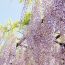 八幡西区の4月に人気なイベント！福岡県北九州市にある吉祥寺で開催される「吉祥寺藤まつり」について