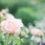 井川の日本国花苑の見どころ情報