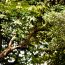 歴史ある植物園！東京の板橋区にある「赤塚植物園」について