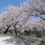 東京都にある桜や紅葉に人気の「都立狭山公園」に足を運ぼう