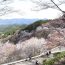山全体が世界遺産として登録されている吉野山で桜燈火を観よう！おススメ宿６選!!