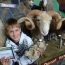 ニュージーランドを象徴する動物！羊の毛刈りショーが見られる「アグロドーム」