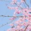 数種類の桜が咲き誇る！東京都目黒区の「駒場野公園」でお花見を楽しむ