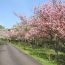 道内の桜の名所としても有名！北海道にある『松前公園』は春の時期が一番おすすめ