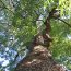 八雲氷川神社の魅力や見どころを紹介！なんと樹齢1000年のご神木がある ！